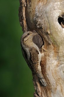 Eurasian Wryneck (Jynx torquilla) perched at nest hole in tree, North Rhine-Westphalia, Germany