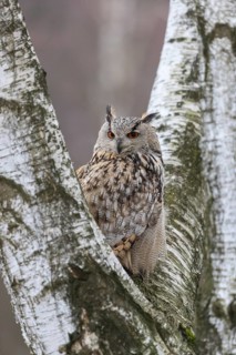 One Siberian Eagle Owl (Bubo bubo sibiricus) sitting on a branch of a birch tree