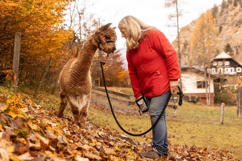 An elderly woman tenderly interacts with a brown alpaca among the autumn leaves in the Austrian