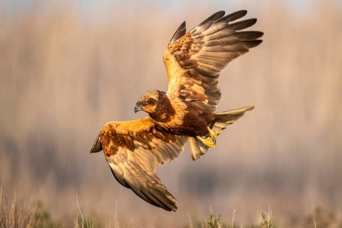 Western Marsh Harrier (Circus aeruginosus) male flying, Castile-La Mancha, Spain