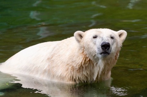 Polar bear (Ursus maritimus) swimming in the water, captive, Germany