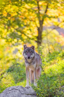 A eurasian gray wolf (Canis lupus lupus) stands on a hill with a colourful fall foliage in the