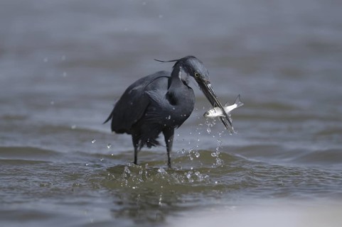 Western Reef Heron (Egretta gularis), Gambia