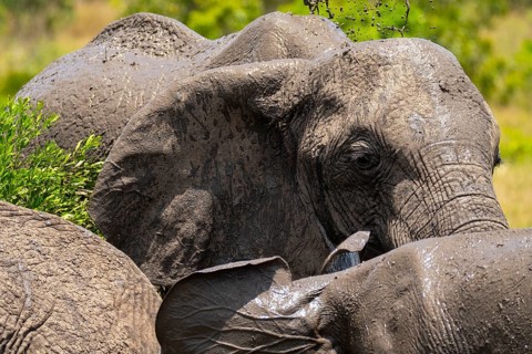 Two elephants enjoy a refreshing mud bath amid the lush greenery of Masai Mara, Kenya. Their