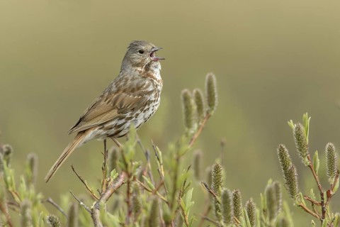 Red Fox Sparrow (Passerella iliaca), Alaska, USA