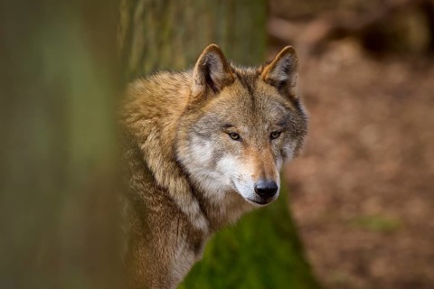 Wolf hides behind a tree in the forest and appears focussed, Wolf (Canis lupus), Germany