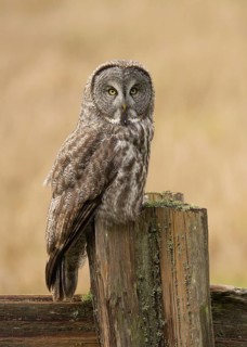 Great Gray Owl in Redwood National Park California