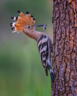 Eurasian Hoopoe (Upupa epops) with food in beak, Saxony-Anhalt, Germany