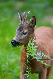 Roe deer (Capreolus capreolus), roebuck in winter coat and with antlers, antlers in velvet, Germany