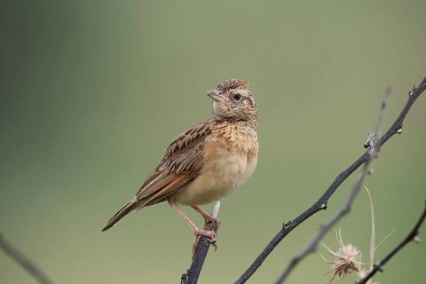 Bush Pipit (Anthus caffer), adult, on tree, perch, Pilanesberg National Park, North West Province,