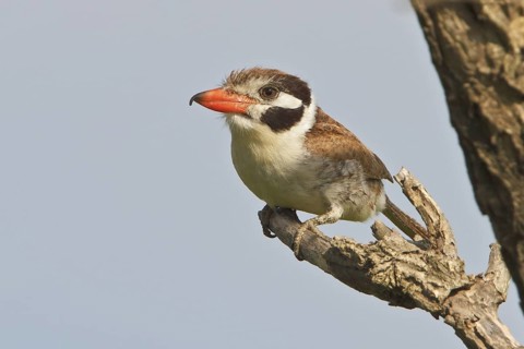 White-eared Puffbird (Nystalus chacuru) perched on a branch in Bolivia, South America