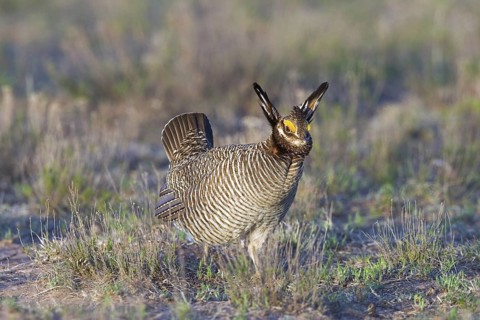 Lesser Prairie-Chicken Tympanuchus pallidicinctus Milnesand, Roosevelt County, New Mexico, USA 11