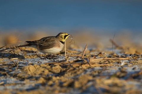 Shore lark or Horned lark (Eremophila alpestris) adult bird feeding on a frost covered beach in