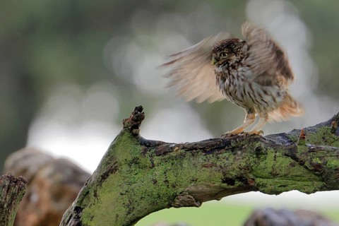 Little owl (Athene noctua) a rainy day. Arcos de la Frontera, Andalusia, Spain, March 2022