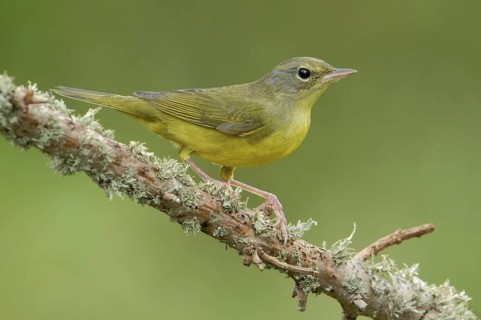 Mourning Warbler (Geothlypis philadelphia) female, Texas, USA