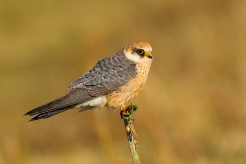 Red-footed Falcon (Falco vespertinus) female, Lisbon, Portugal