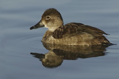 Ring-necked Duck (Aythya collaris) female, Arizona, USA