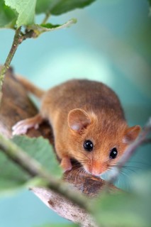 Dormouse (Muscardinus avellanarius) in a raspberry bush Federal Republic of Germany