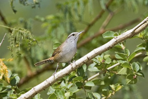 Sinaloa Wren Thryothorus sinaloa Sayulita, Nayarit, Mexico 17 January Adult Troglodytidae