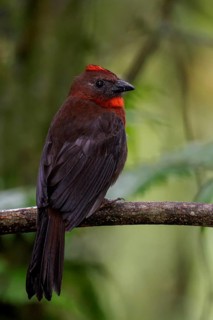 Red-throated Ant-Tanager (Habia fuscicauda) perched on a branch in Costa Rica
