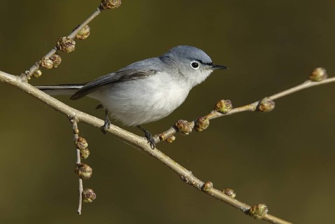 Blue-grey Gnatcatcher (Polioptila caerulea), Ontario, Canada