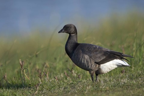 Ringelgans (Branta bernicla bernicla), Brent Goose, Altvogel, April, Insel Texel, Nordsee,