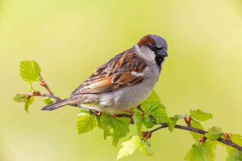 Haussperling, Spatz, House Sparrow, Passer domesticus, Moineau domestique, Gorrión Común