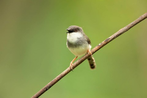Grey-breasted Prinia (Prinia hodgsonii pectoralis) male singing, Udawalawe National Park, Sri Lanka