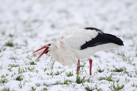 White Stork (Ciconia ciconia) foraging in snow, North Rhine-Westphalia, Germany