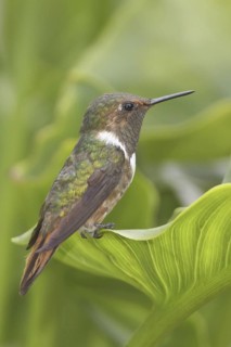 Scintillant Hummingbird (Selasphorus scintilla), Costa Rica