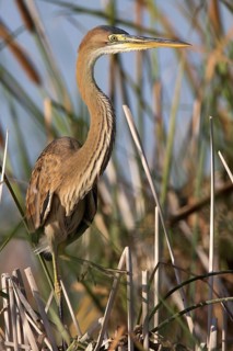 Purple Heron (Ardea purpurea), Andalusia, Spain