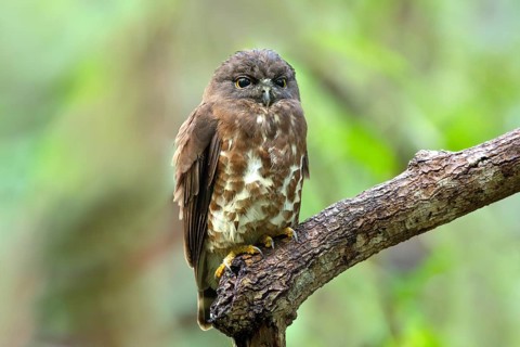Brown Hawk-Owl (Ninox scutulata), Central Catchment Nature Reserve, Singapore