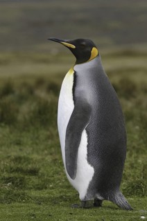 King Penguin (Aptenodytes patagonicus), Falkland Islands