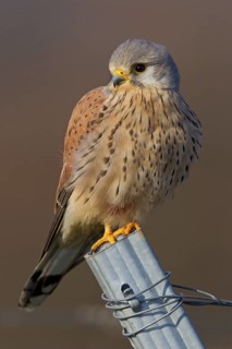 Common Kestrel (Falco tinnunculus), Rhineland-Palatinate, Germany