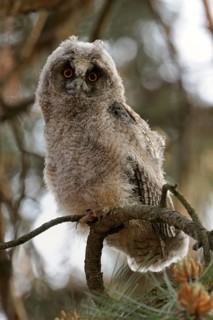 Long-eared Owl (Asio otus) juvenile, North Rhine-Westphalia, Germany