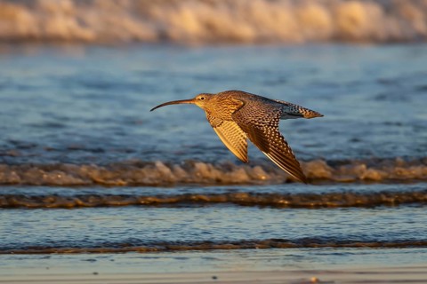 Eurasian curlew (Numenius arquata) adult wading bird flying over a shoreline of a beach, Norfolk,