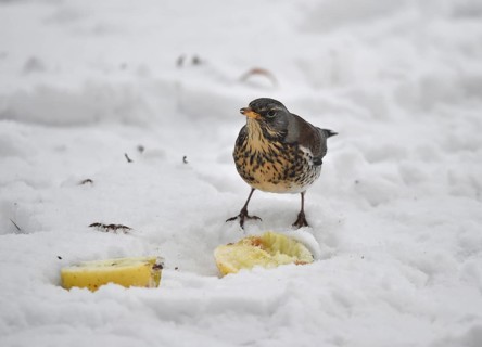 Fieldfare (Turdus pilaris) eating an apple in the snow, Schleswig-Holstein, Germany