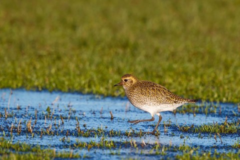 European Golden Plover (Pluvialis apricaria), Netherlands