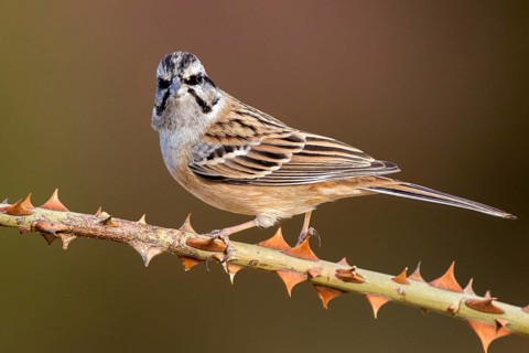 Rock Bunting (Emberiza cia) perched on a thorny branch, Aragon, Spain