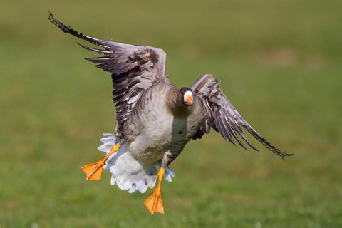 Greater White-fronted Goose (Anser albifrons) flying, Netherlands