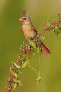 Northern Cardinal (Cardinalis cardinalis) female, Texas, USA