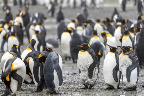 King penguins (Aptenodytes patagonicus), colony with moulting animals, Salisbury Plain, South