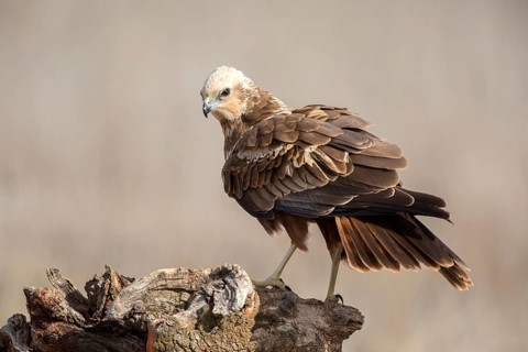Western Marsh Harrier (Circus aeruginosus) female perched on a stump, Castile-La Mancha, Spain