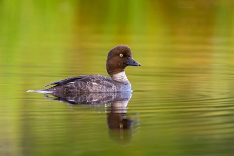Common goldeneye, animals, birds, ducks, duck family, (Bucephala clangula), swims in water,