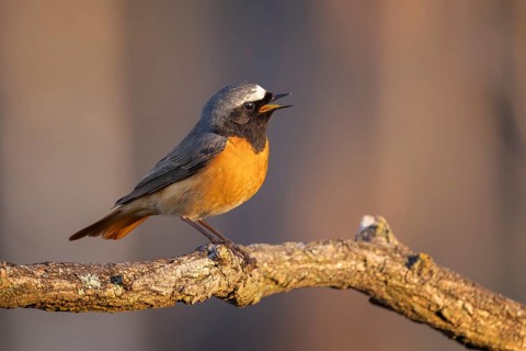 Common Redstart (Phoenicurus phoenicurus) male singing, perched on a branch, Saxony-Anhalt, Germany