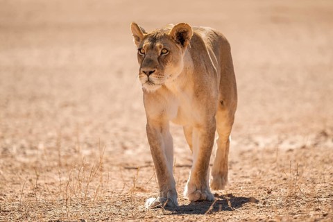 Lioness (Panthera leo) walking towards camera, Kgalagadi Transfrontier National Park, Northern