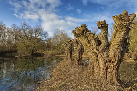 Pollarded willow, (Salix alba), strong tree, pruned, pollarded willows, trees, willow, willows,