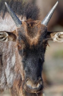 Blue wildebeest (Connochaetes taurinus), young animal, alert, animal portrait, head close-up,