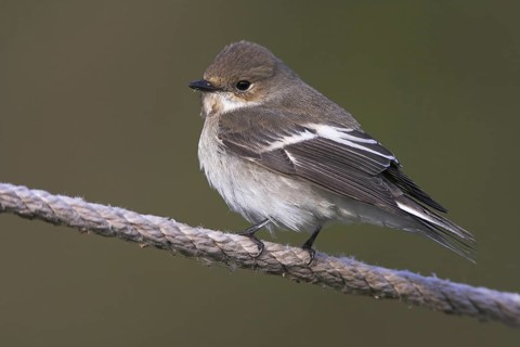 European Pied Flycatcher (Ficedula hypoleuca) female, Rhineland-Palatinate, Germany