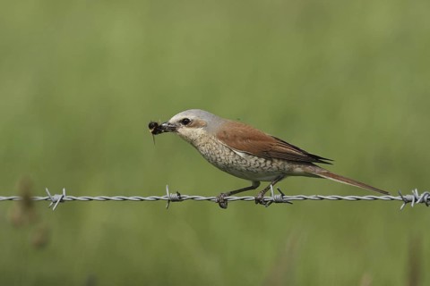 Red-backed Shrike (Lanius collurio) female, Lower Saxony, Germany